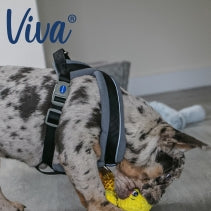 Ancol Viva Padded Harness Black