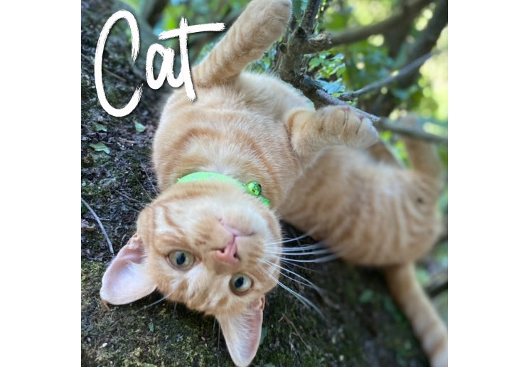 Hi Vis Safety Cat Collar Green