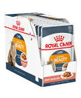 ROYAL CANIN FELINE INTENSE BEATUY (12 PACK) 85GM
