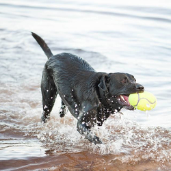 KONG Air Squeaker Football