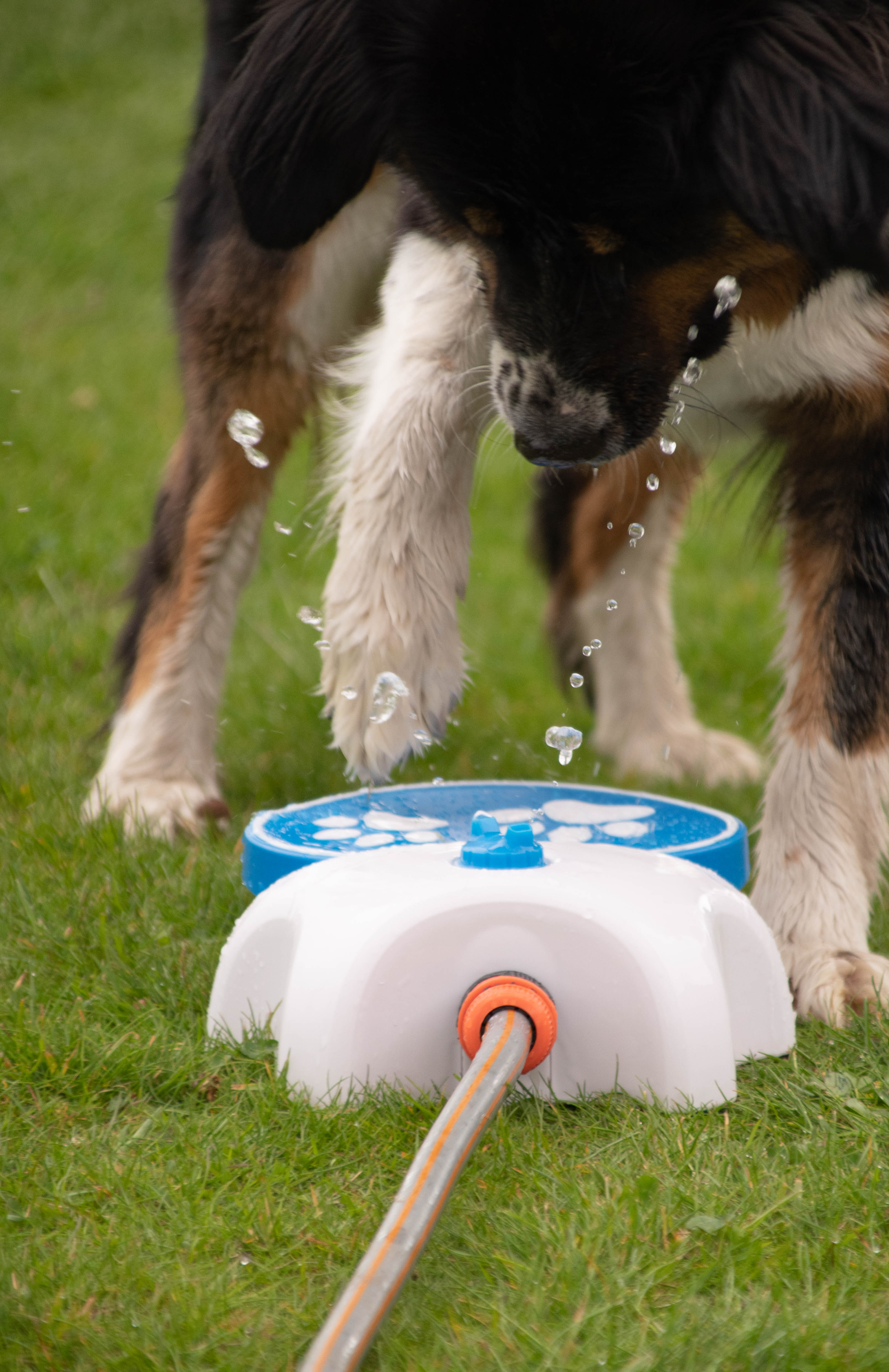 CoolPets Splash Water Fountain For Dogs