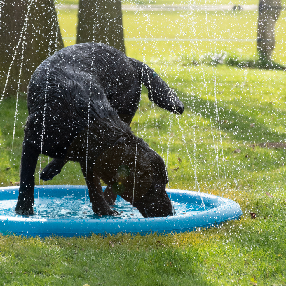 CoolPets Splash Pool Water Sprinkler For Dogs