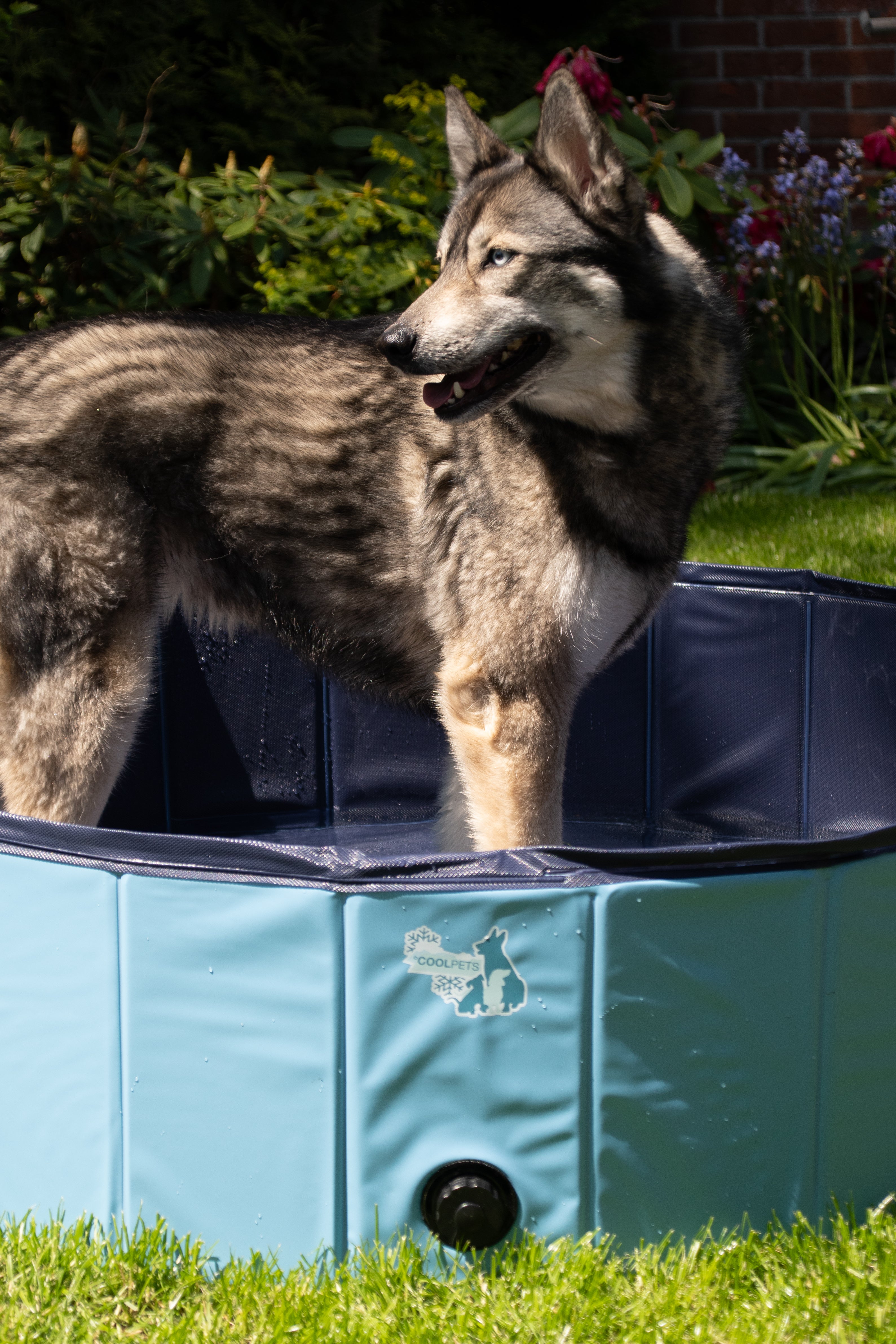 CoolPets Splash Pool For Dogs 80x20cm
