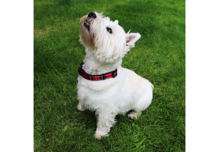 Ancol The Soho Pet Collection Tartan Patterned Collar