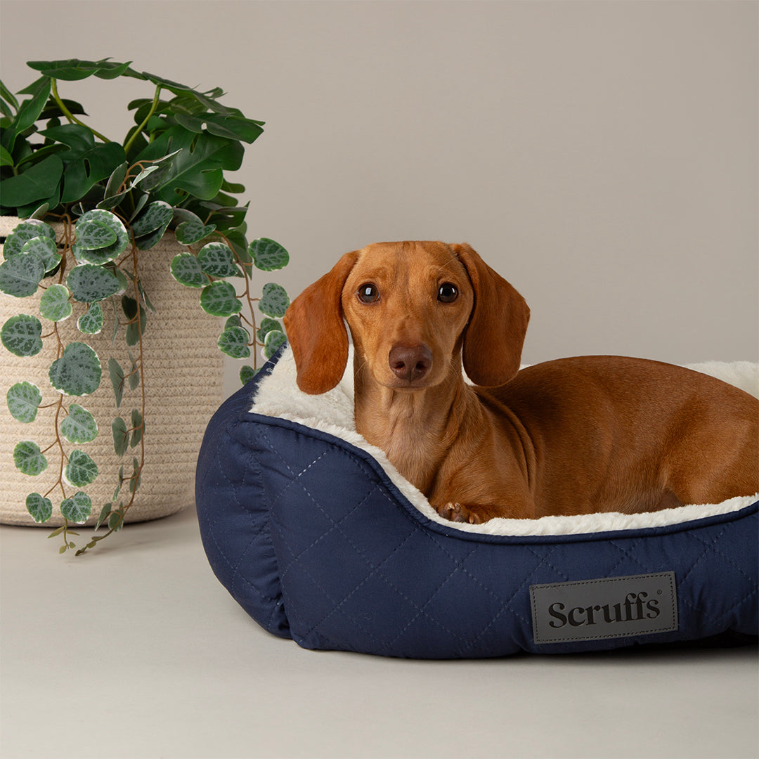 Scruffs Wilton Bed Navy Blue