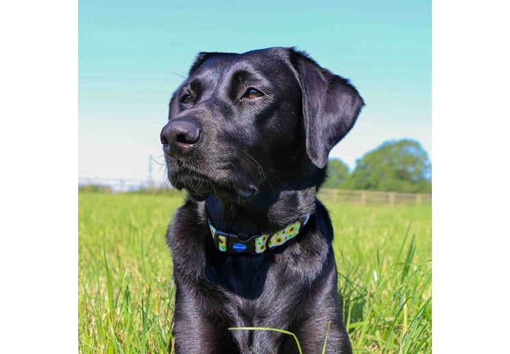 Ancol Soho Collection Patterned Dog Collar Sunflower
