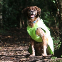 Ancol Muddy Paws Stormguard Dog Coat Hi-Vis Large