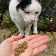 Meow-Bix Catnip Flavour XXL 150g