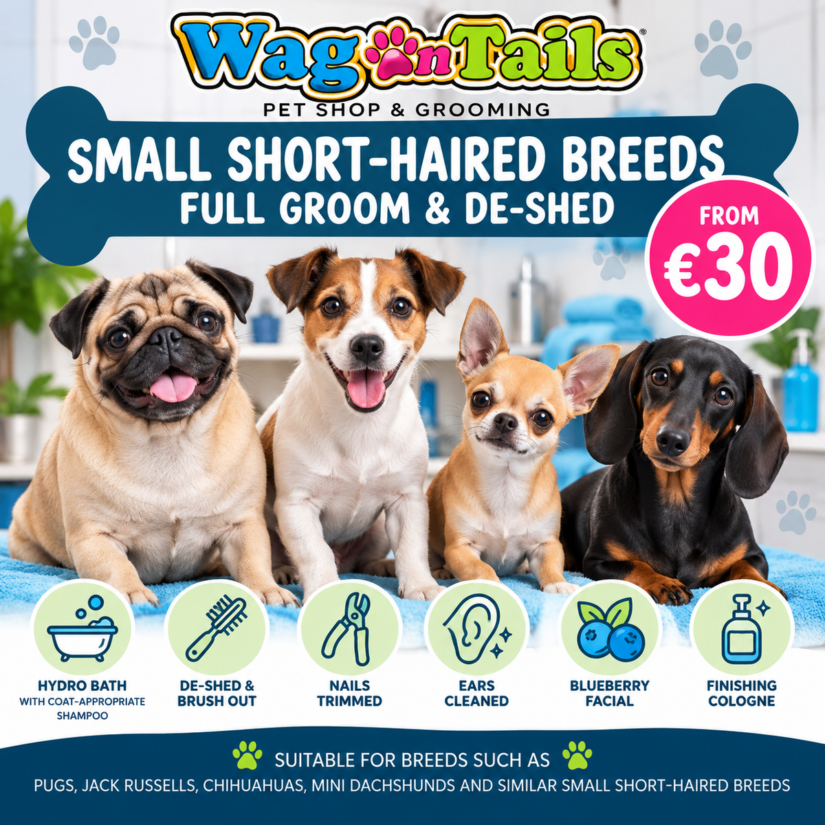 Small Short Haired - Full Groom & De Shed