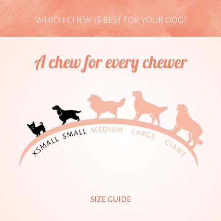 Antos Pressed Bone Pizzle 10 cm