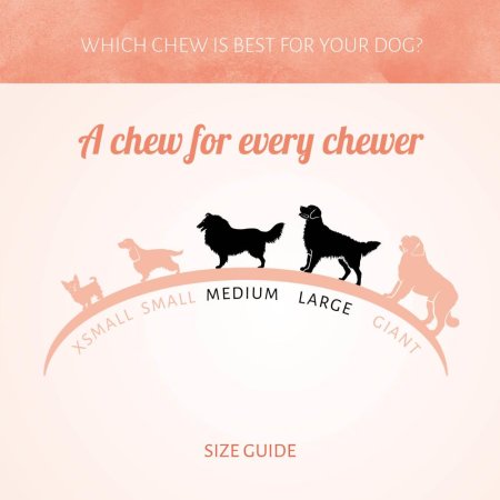 Antos Pressed Bone Pizzle 16 cm