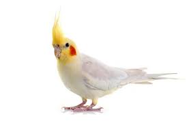Hand Reared Cockatiel