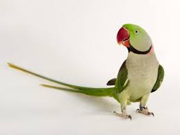 Hand Reared Alexandrine Parrot