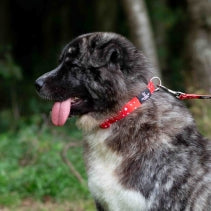 Ancol The Soho Pet Collection Quick Fit Star Collar