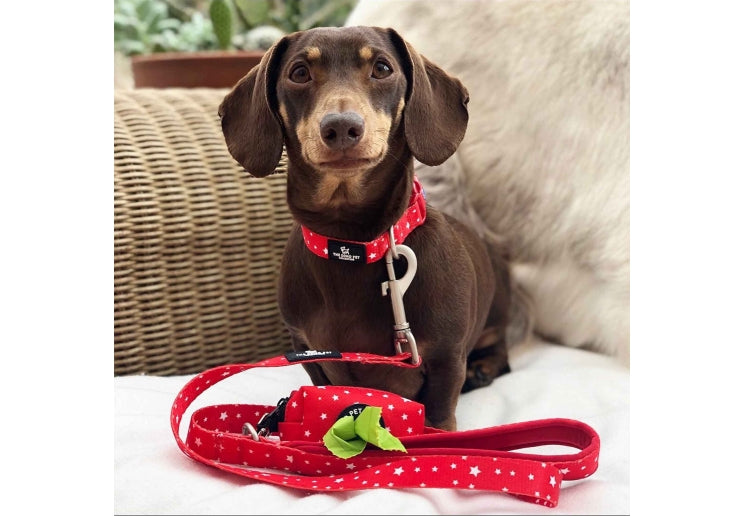 Ancol The Soho Pet Collection Star Lead 100cmx1.9cm 50kg