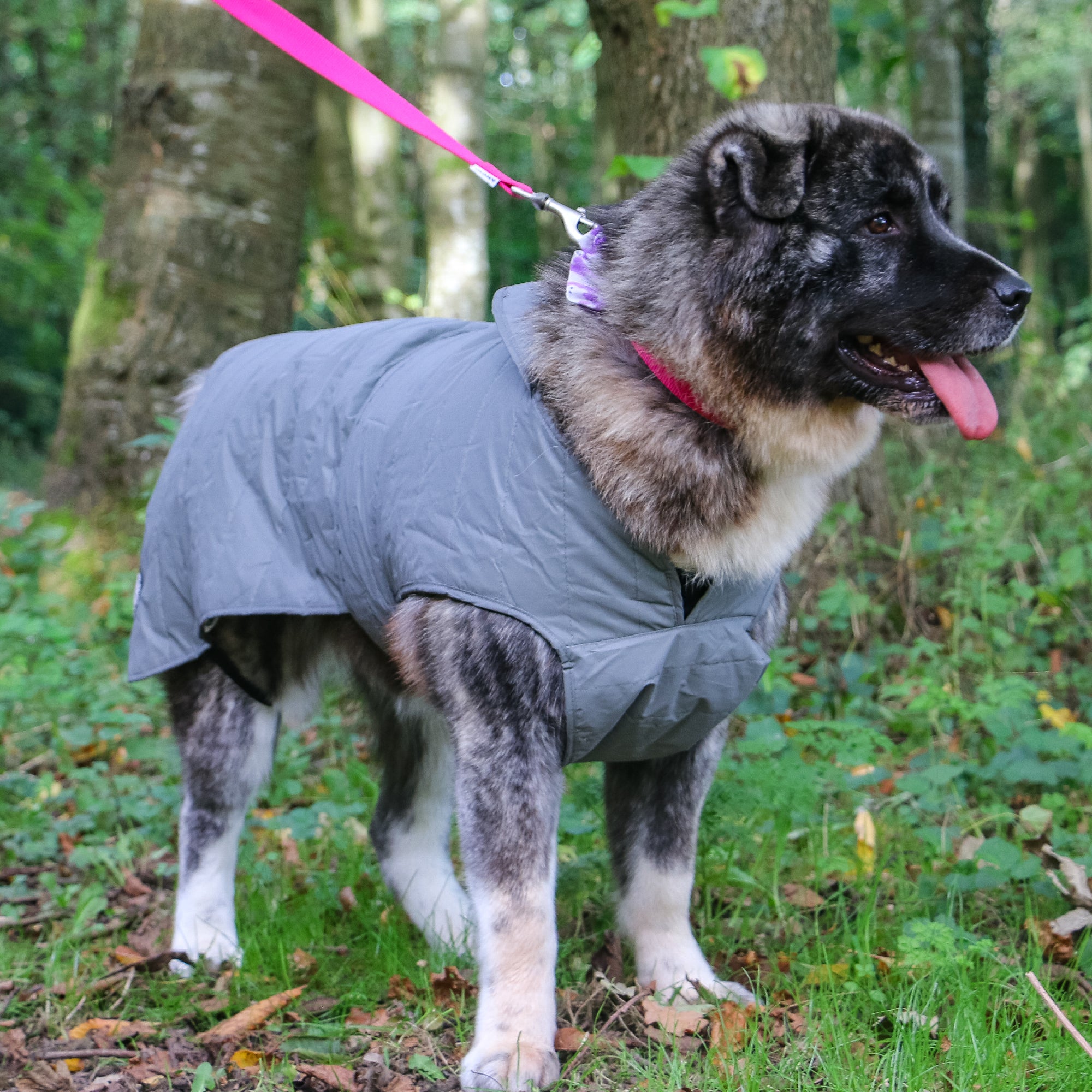 Ultimate Reflective Dog Coat