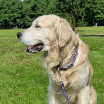 Ancol The Soho Pet Collection Quick Fit Zig Zag Collar