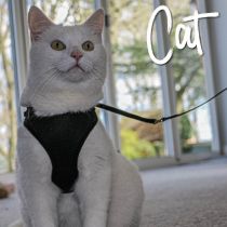 Cat Harness and Lead Set Black Medium