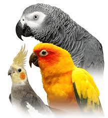 Exotic Parrot Mix 1kg